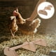 thumbnail image 5 of Percha de madera para pollos, gallos, percha de madera, barra para percha de pájaros, percha de pie para gallinas, 5 of 8
