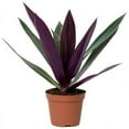 thumbnail image 3 of Purple Moses in the Cradle Plant - Rheo discolor - 2 Pack 3" Pots - House Plant, 3 of 4