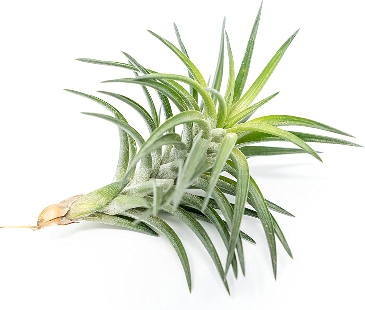 Air Plant Shop Tillandsia Neglecta Live Tillandsia Succulent House