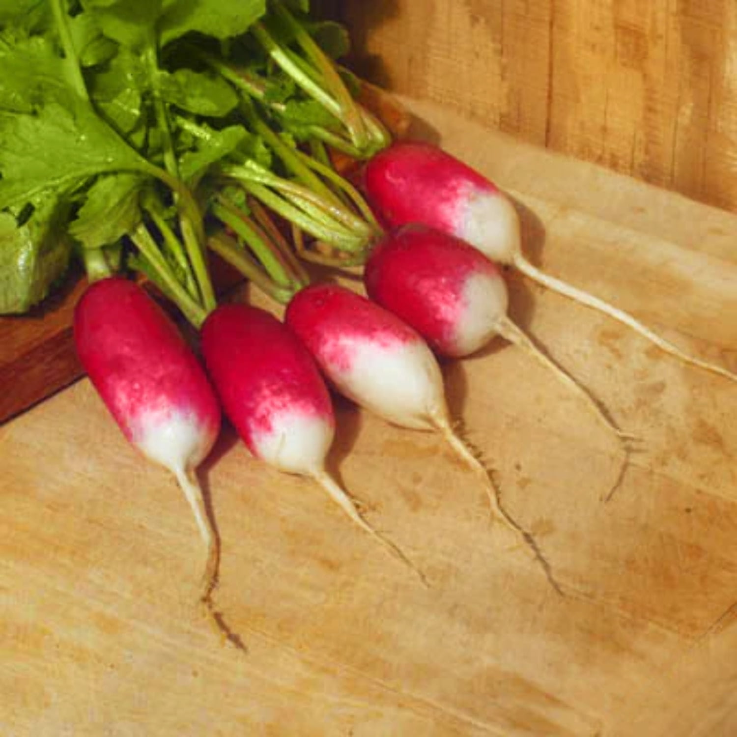 Radish French Breakfast Seed
