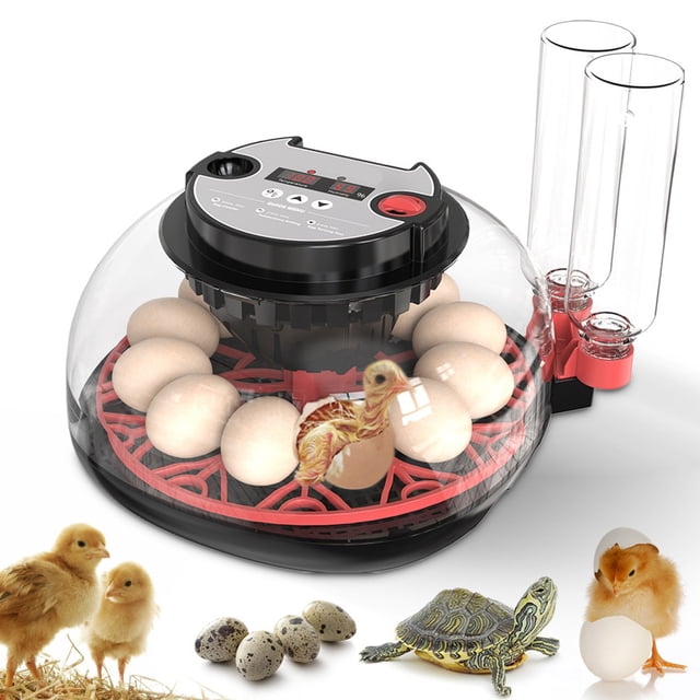 Automatic For Egg Incubator For 12 Eggs: Humidity Control & 360° Viewing! - Random color