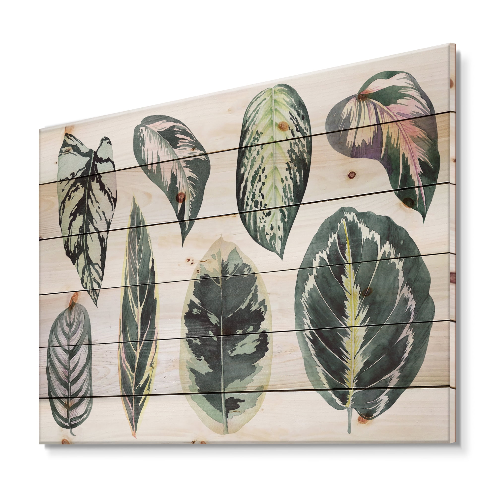 Designart 'Tropical Calathea Leaves On White' Bohemian & Eclectic Print on Natural Pine Wood