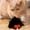 Black Kids Toys, variant on karymi Soft Catnip Toy for Cats Promoting Relaxation and Interactive Play Made with Long Lasting Materials and Unique Christmas Gifts for Kids Week Week