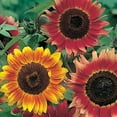 thumbnail image 2 of American Seed Sunflower Autumn Beauty Mixed Colors Annual Flower Seeds Full Sun, 2 of 7