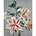 thumbnail image 2 of Kazumasa, Ogawa 26x32 White Modern Wood Framed Museum Art Print Titled - Lily VII, 2 of 4