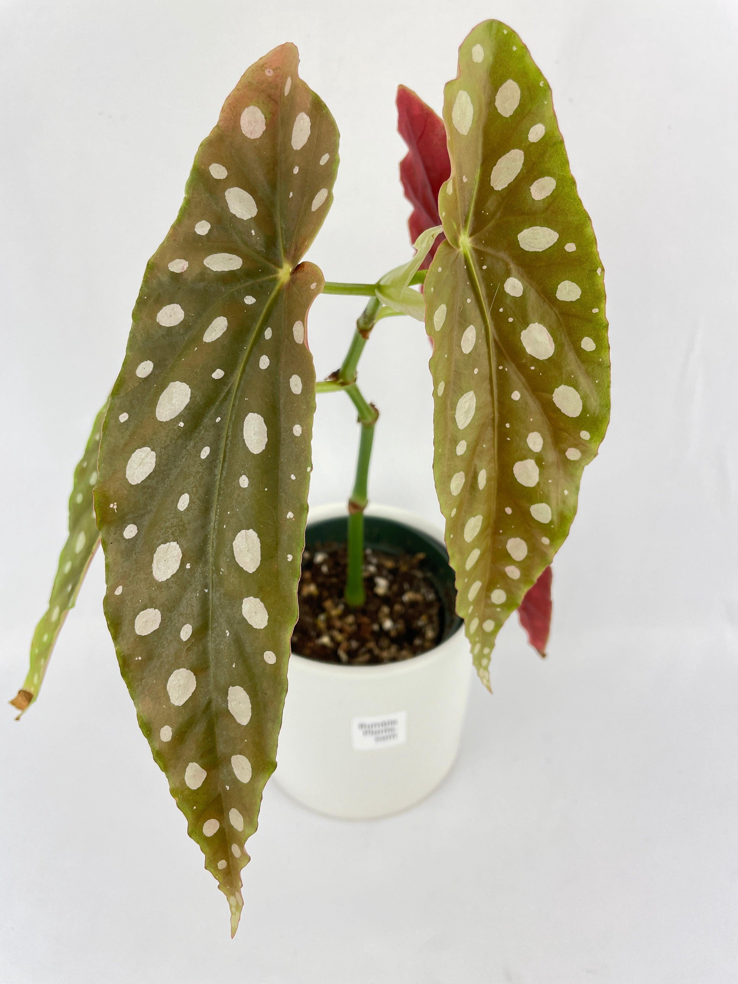 Bumble Plants Begonia Maculata - Full Live Colorful Houseplant in Nursery Pot, Easy Care, Indoor Plant for Beginners