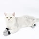thumbnail image 4 of 4 Botas para Gato Antiarañazos Ajustables para Gatos, Zapatos Protectores para Patas y Uñas de Gato, 4 of 7