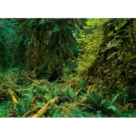 Lush vegetation in the Hoh Rain Forest Olympic National Park Washington Poster Print by Tim