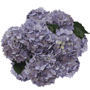 40 Lavender Hydrangea Flowers- Beautiful Fresh Cut Flowers- Express Delivery