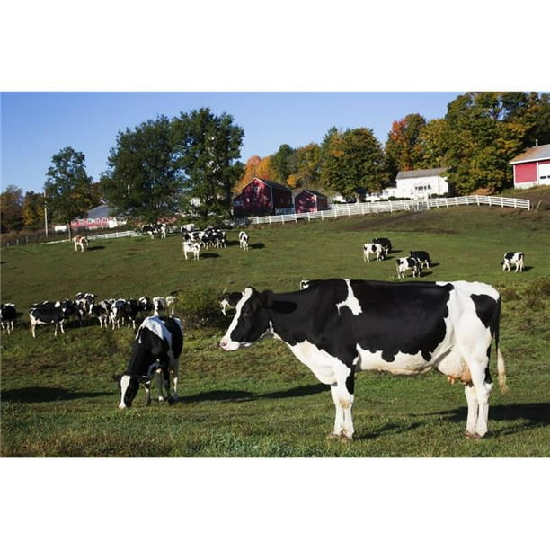 Posterazzi DPI12257350 Vaches Laitières Holstein dans les Pâturages d'Automne - Salem New York United States of America Poster Print - 19 x 12 Po.