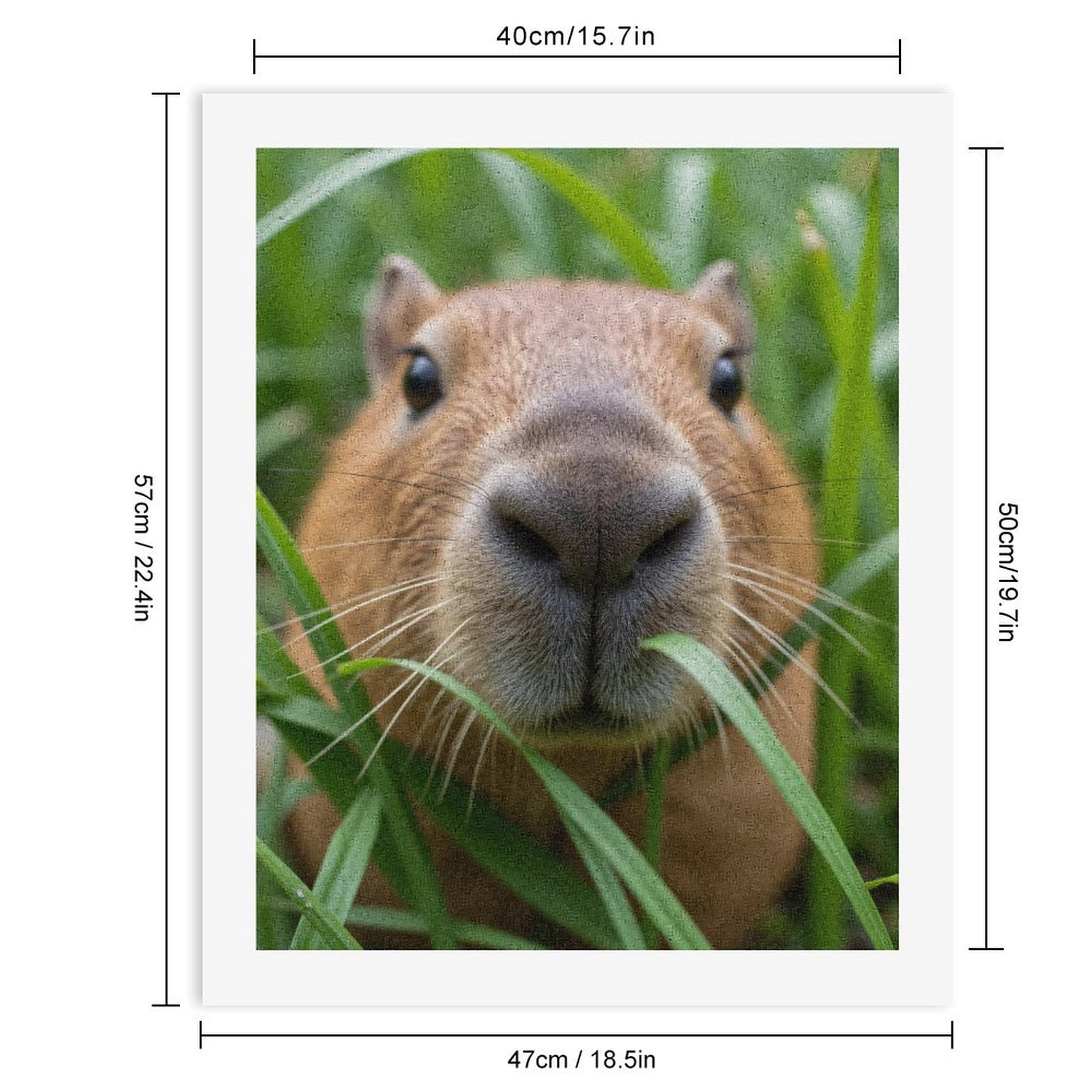 Paint by Numbers Kit for Adults, Capybara Close-Up Grass Frame Paint by Numbers, Easy Paint by Numbers Kit for Adults Beginner, DIY Adult Paint by Number Kits on Canvas, Home Decor 12x16in