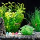 thumbnail image 4 of SHOWERORO 200Ud Decorativas Para Acuario Con Brillo En Para Estanques Y Macetas, 4 of 6