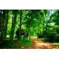 thumbnail image 2 of Hausenflock, Alan 32x23 White Modern Wood Framed Museum Art Print Titled - Barbourville Woods, 2 of 4