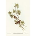 thumbnail image 2 of Gould, John 13x18 White Modern Wood Framed Museum Art Print Titled - Great-billed Gerygone-Gerygone magnirostris, 2 of 4