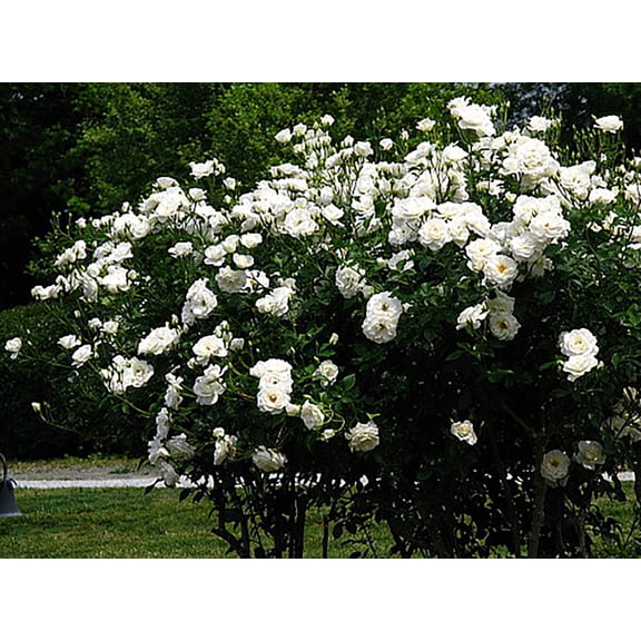 Climbing Iceberg Rose - Honey Fragrance - 4" Pot - Repeat Bloomer