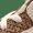 Light Orewood Brown/Metallic Gold/Light British Tan/Palomino, variant on JORDAN TODDLER Air Jordan 3 TD "Palomino" DM0968 102 DM0968 102 from Stadium Goods