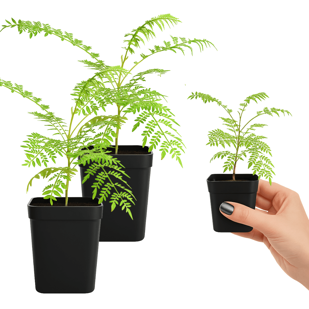 My Shelfie - Mini Jacaranda Tree, 3-4 Inch Tall Bonsai Tree in 2-Inch Pot, Trees Live Plants Outdoor Hardiness Zones 9-11, Bonsai Tree Live with Purple Flowers, 2-Pack