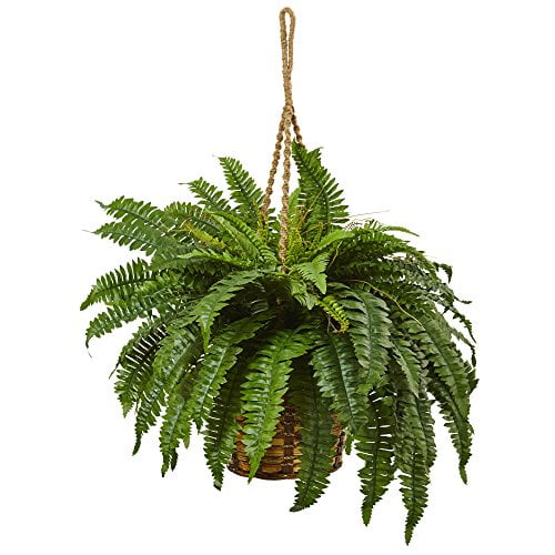 Boston Fern Hanging Basket
