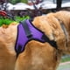 thumbnail image 5 of Pechera Arnés para Perro Mr. Pets Ajustable Lila Extra Chico, 5 of 11