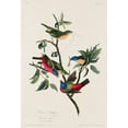 thumbnail image 2 of Audubon, John James 18x24 Black Ornate Wood Framed with Double Matting Museum Art Print Titled - Painted Finch, 2 of 4