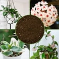 thumbnail image 6 of Hoya Plant Potting Soil Mix (8 Quarts), Custom Blend for Growing Hoya Tropical Houseplants, 6 of 9