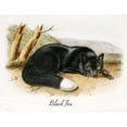 thumbnail image 3 of Vintage Apple Collection 18x15 Black Modern Framed Museum Art Print Titled - Black Fox, 3 of 5
