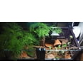 thumbnail image 4 of Horticultural Calcined Clay Soil Bonsai Cactus Soil Additive for Succulent Plants (5 QT, 1/8 inch), 4 of 10