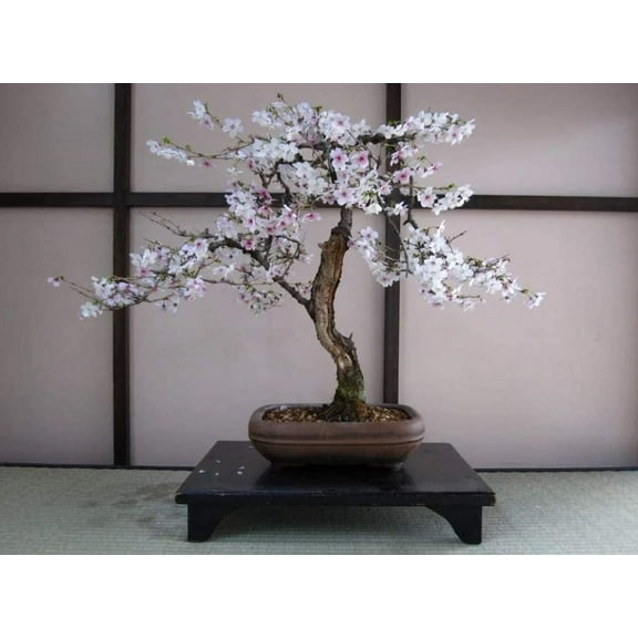 CZ Grain 20 Black Cherry Tree Plant Seeds, Fast Growing, Fruit Bearing