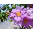 thumbnail image 4 of 35 LILAC Light Purple CREPE MYRTLE Lagerstroemia Indica Flowering Shrub Bush Small Tree Seeds, 4 of 11