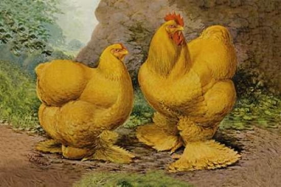 Chickens Buff Cochi