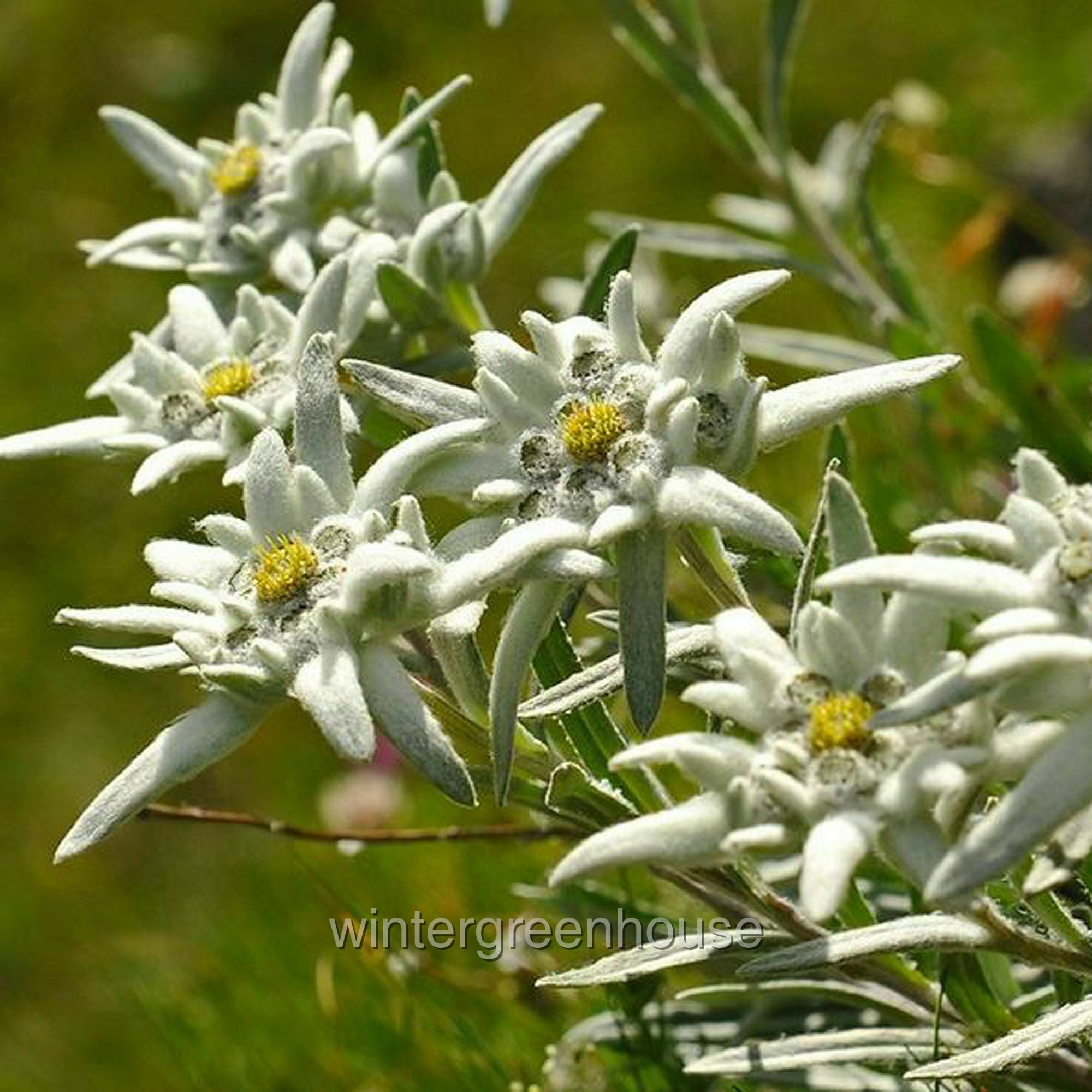 Leontopodium Alpinum, Alpine, Edelweiss - Pot Size: 3
