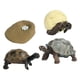 thumbnail image 3 of Juguetes de Tortuga de Ciclo de Vida Strade Fareast Limited Accesorios Educativos para Edades de 3 a 6 Años, 3 of 8