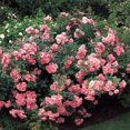 thumbnail image 2 of Bonica® Shrub Rose Bush - 4" Pot - World's Favorite Rose, 2 of 4