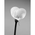 thumbnail image 3 of PhotoINC Studio 12x14 Black Modern Framed Museum Art Print Titled - Calla No. 2, 3 of 5