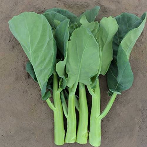 Broccoli Seeds - Chinese Broccoli - Late Jade - Hybrid - 1 g Packet ~324 Seeds - Non-GMO, F1 Hybrid - Asian Garden Vegetable