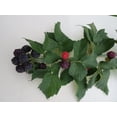 thumbnail image 2 of Ohio Treasure Everbearing Black Raspberry - 3.25" Pot - Extremely Hardy/Prolific, 2 of 2