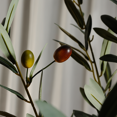 thumbnail image 5 of 5ft Tall Faux Olive Tree in Black Pot， Realistic Texture Potted Silk Artificial Olive Tree， Fake Olive Plant Indoor Outdoor for Home Office Foyer Decor, 5 of 8