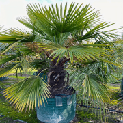 Windmill Palm Tree – Cold Hardy Tropical Palm for Landscapes and Patios