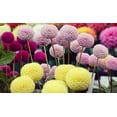 thumbnail image 3 of Dahlia Pom Pom Seeds for Planting - 100+ Seeds - Mixed Color Pom Pom Dahlia Seeds, 3 of 3