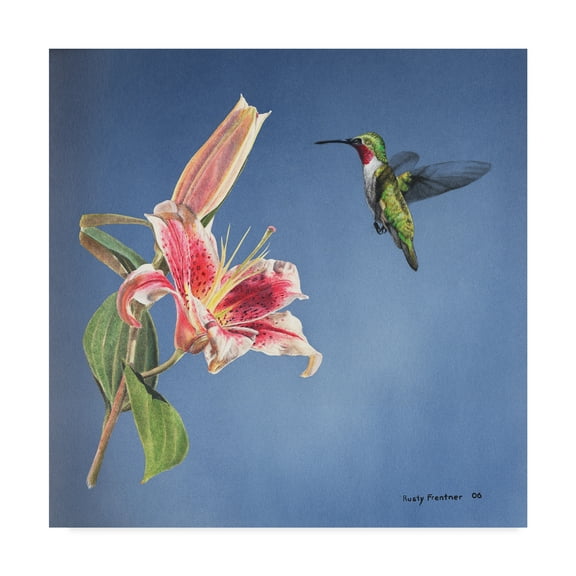 Rusty Frentner 'Hummingbird And Lily' Canvas Art