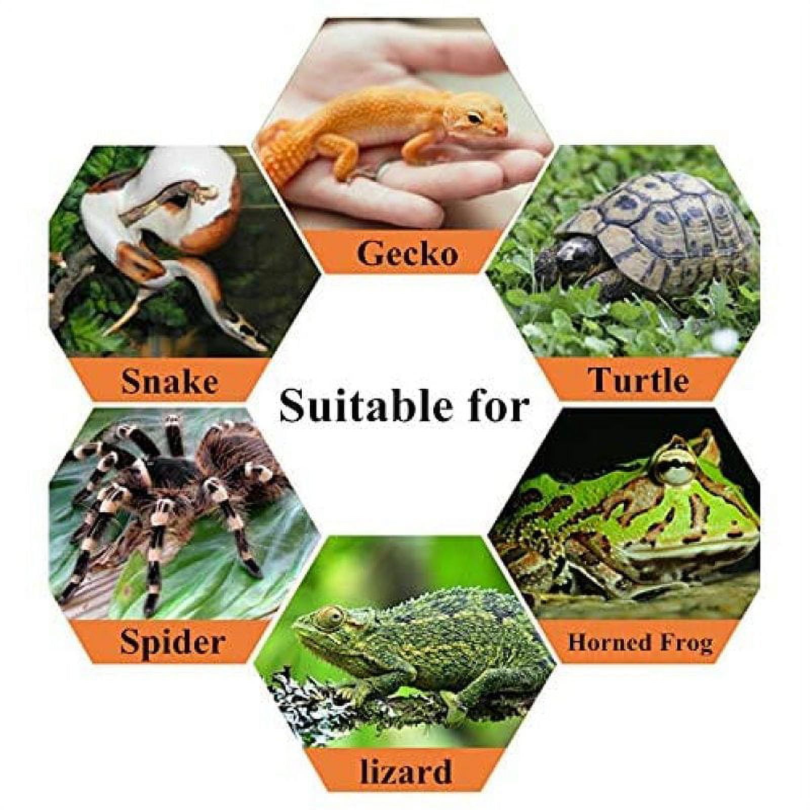 Clear Reptile Breeding Box,Small Acrylic Terrarium Full View Visually with Sliding Design Feeding Box