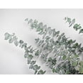 thumbnail image 1 of 1 Bunch, Preserved Eucalyptus Branches - Kiwi Green for Floral Arrangement and Craft Project, 1 of 1