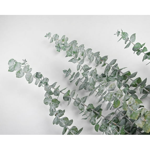 1 Bunch, Preserved Eucalyptus Branches - Kiwi Green for Floral Arrangement and Craft Project