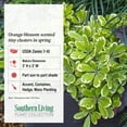 thumbnail image 2 of Southern Living Mojo Pittosporum Live Shrub in 1.5-Gallon Grower Pot, 2 of 9