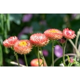 Strawflower, Apricot Mix | Siskiyou Seeds