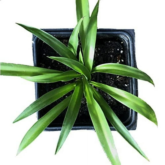 Shamrock Spider Plant (Chlorophytum comosum) 2.5 inch Pot - Non-Variegated, Solid Green Spider Plant - Air Purifying