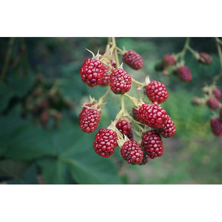 Canvas Print Nature Blackberries Grow Berries Fruits Mature Stretched Canvas 10 x (Best Way To Grow Blackberries)