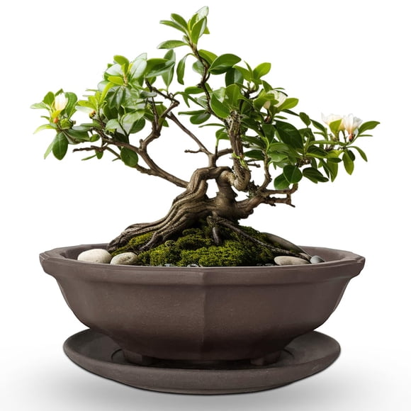 MUZHI 6.8 inch Unglazed Flower Shape Ceramic Bonsai Pot Bowl with Saucer,Classic Retro Zisha Pottery Planter Round for Tree Cactus