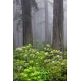 thumbnail image 2 of Jones, Adam 17x24 White Modern Wood Framed Museum Art Print Titled - Redwood trees and Pacific Rhododendron in fog-Redwood National Park-California, 2 of 4