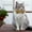 C, variant on WUSUOWEI Cat Bow Tie with Bell Removable Adjustable Bowtie Comfortable Solid Color Pet Accessories with Bow Tie and Bells for Small Pet